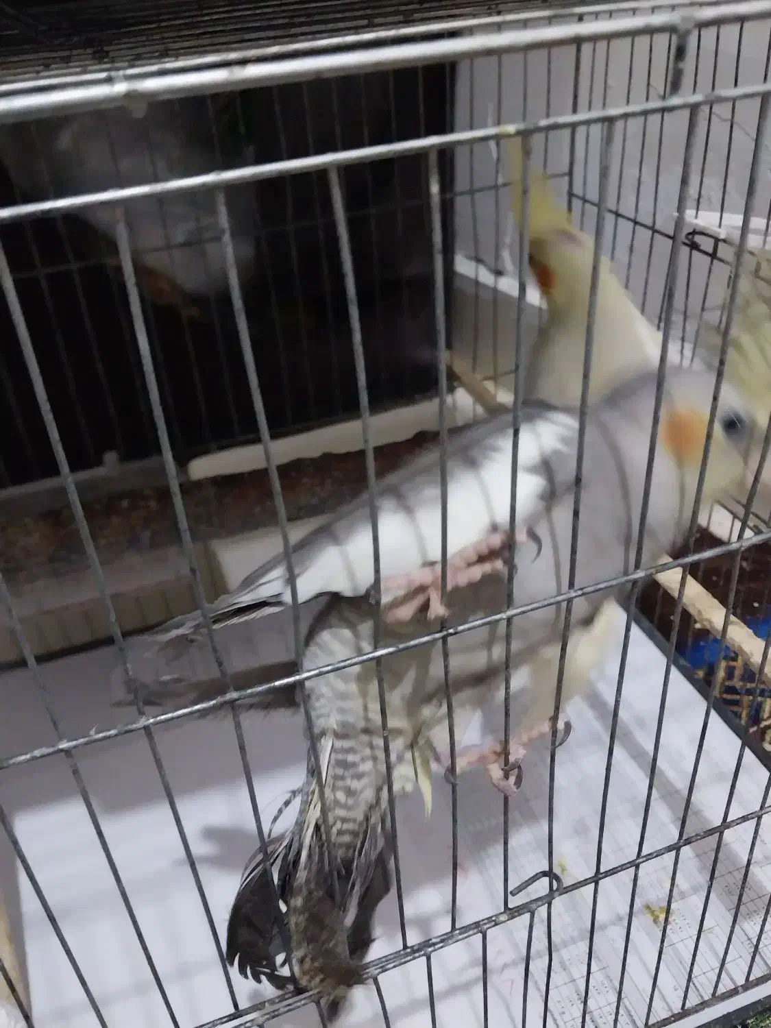 عروس هلندی رام رام|پرنده|قدس, شهرقدس|دیوار