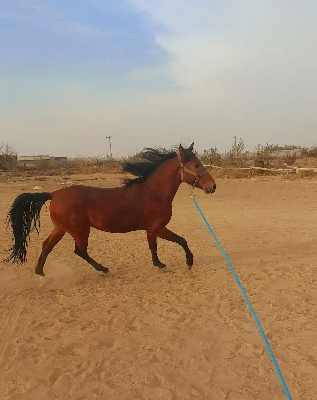 اسب نریون|اسب و تجهیزات اسبسواری|تاکستان, |دیوار