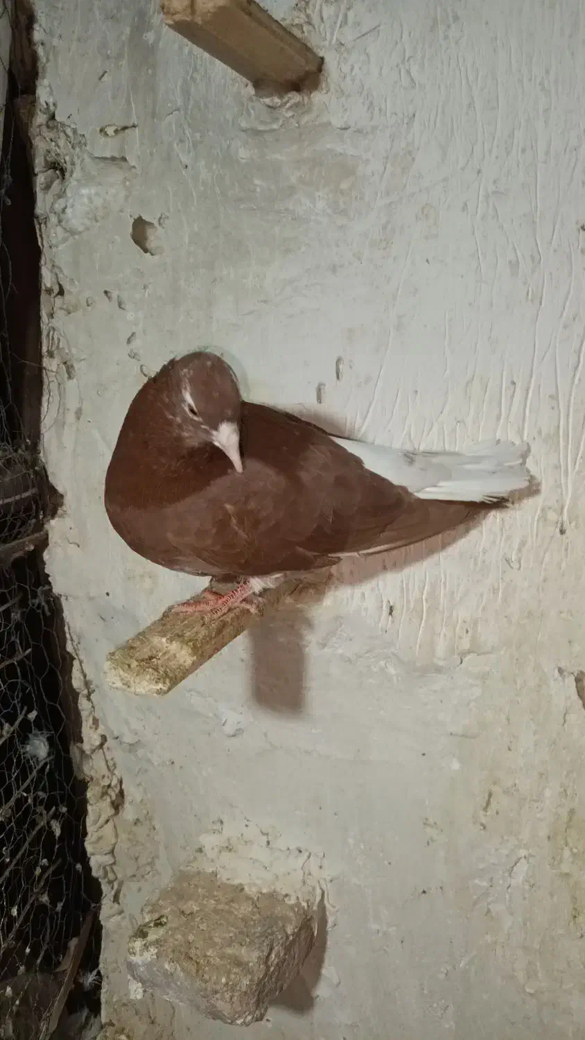 کبوتر دم سفید|پرنده|گناباد, |دیوار