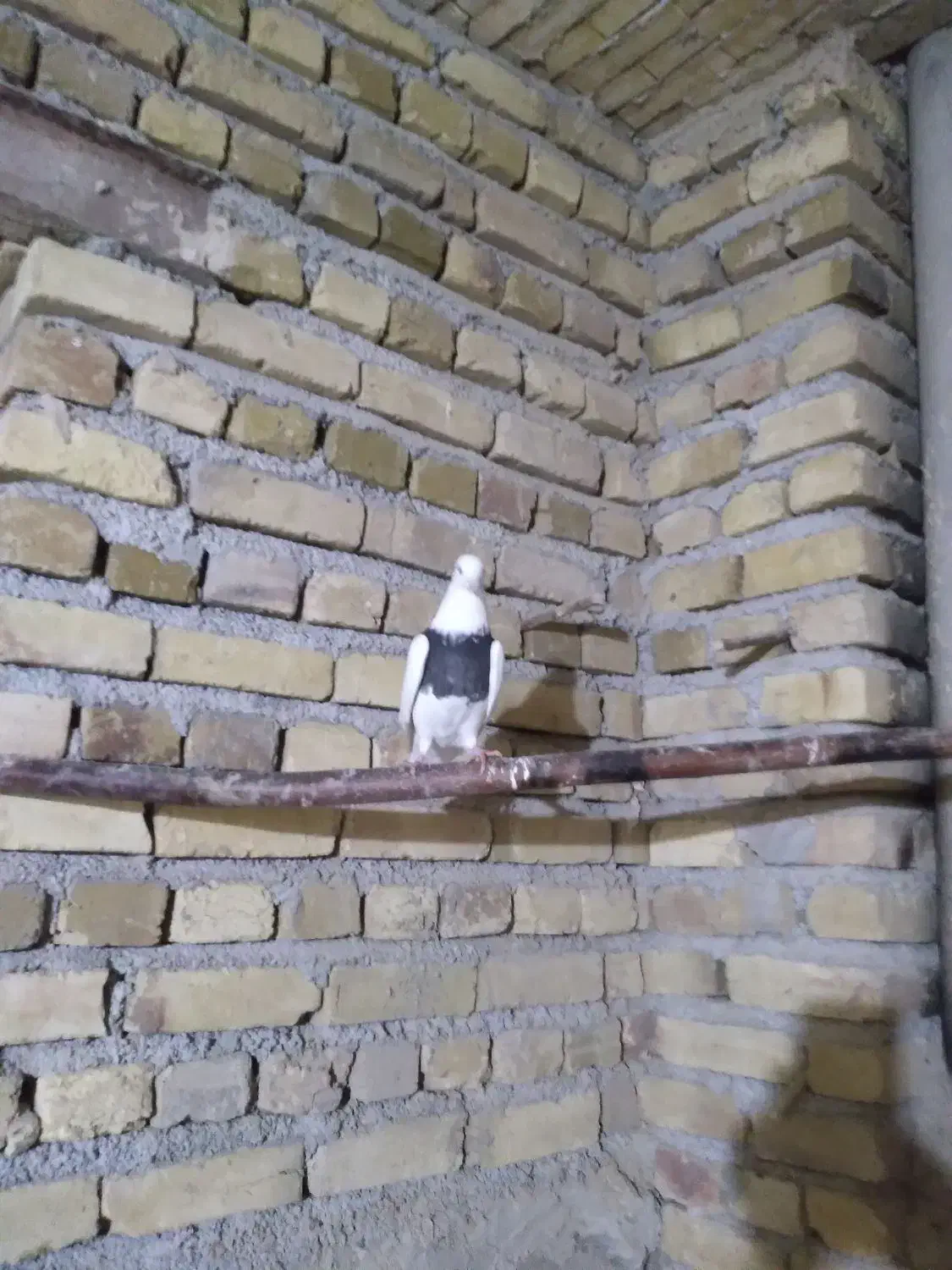 طوقی خرمایی کاکولی ماده|پرنده|رزن, |دیوار