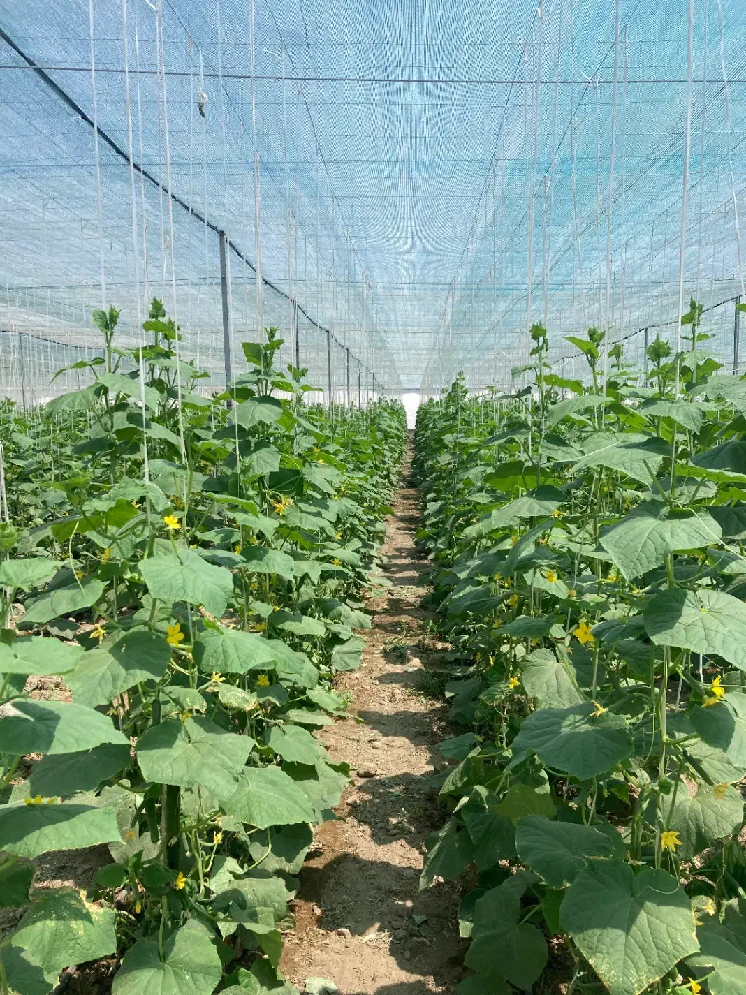 اجاره زمین کشاورزی ۵ هکتاری با ۱/۳ هکتار گلخانه|اجارهٔ دفتر صنعتی، کشاورزی، تجاری|نظرآباد, شهرک صنعتی سپهر|دیوار