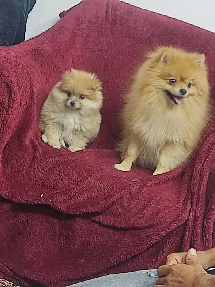 پامر|سگ|کرمان, |دیوار