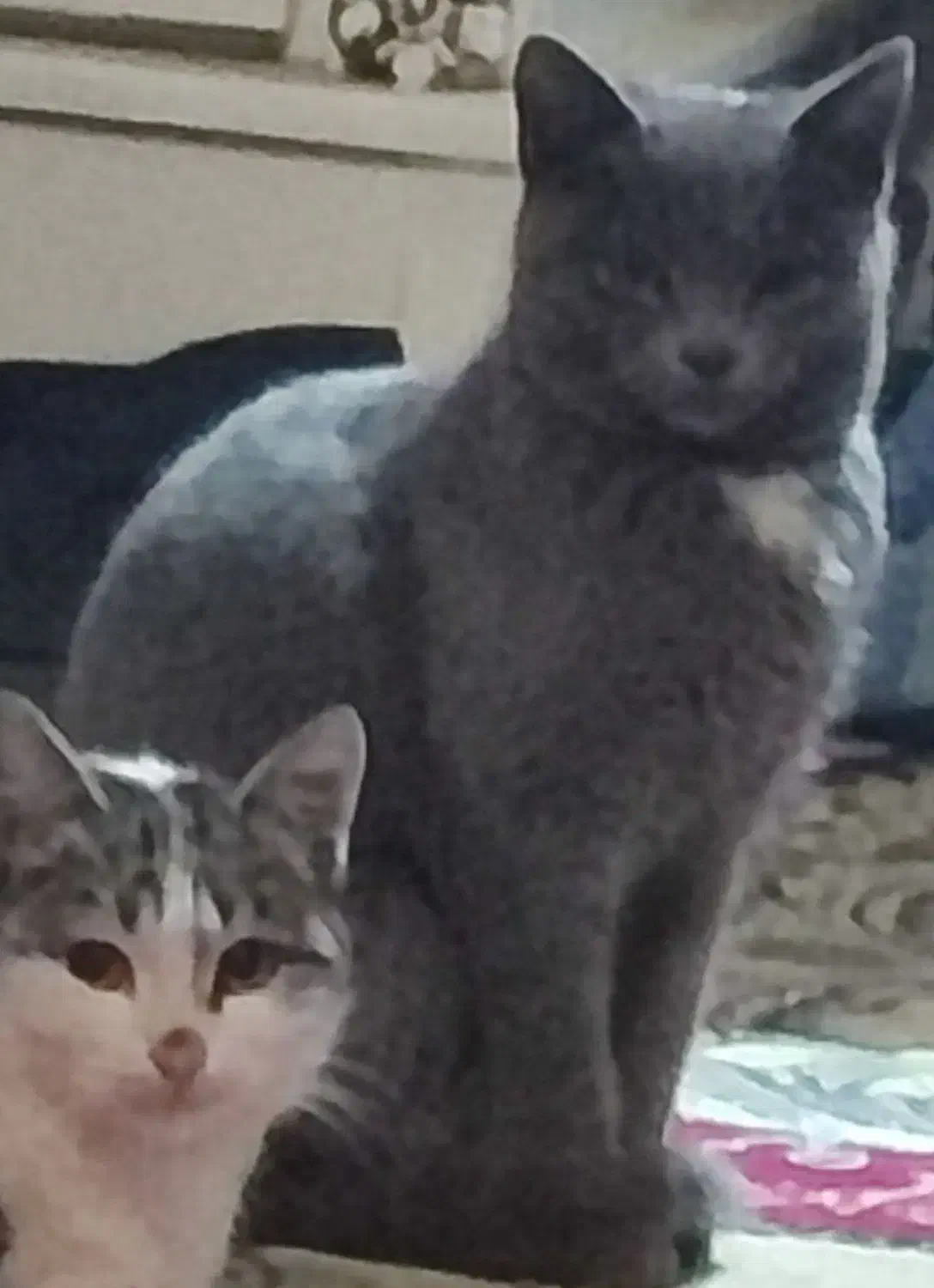 حیوان خانگی|گربه|سلطانیه, |دیوار