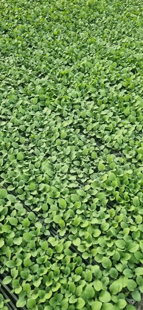 نشاگوجه‌فرنگی بدرو وبریویو دستگیردریافت سفارش|خدمات باغبانی و درختکاری|جیرفت, |دیوار