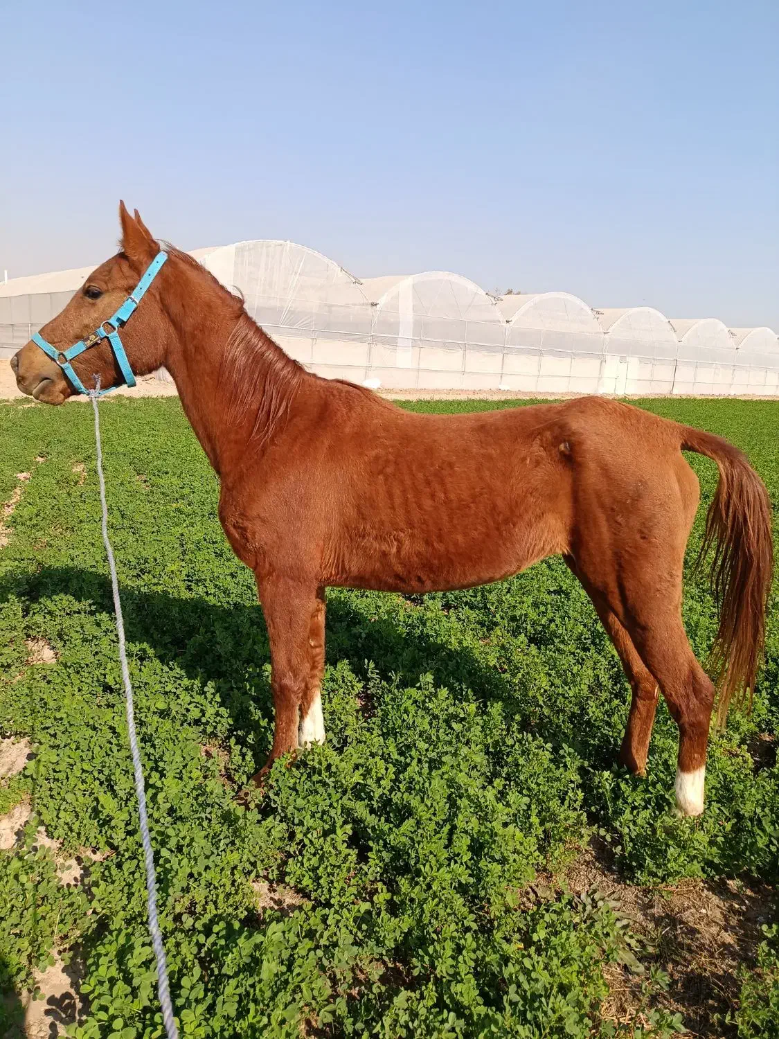 اسب|اسب و تجهیزات اسب‌سواری|تهران, منیریه|دیوار