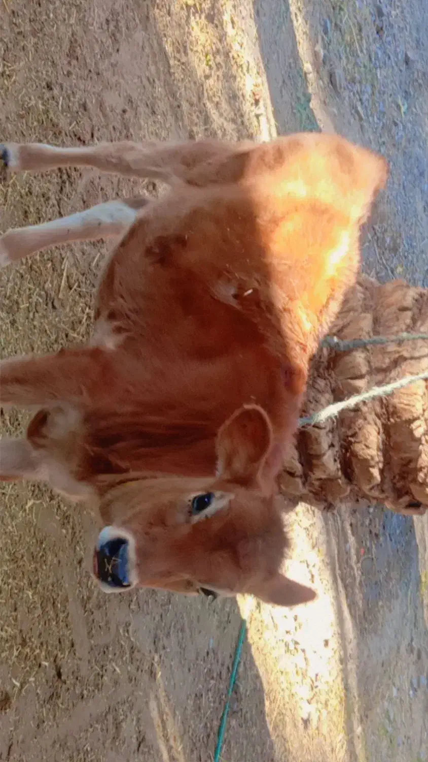 گاو گستر جرزی فروشی|حیوانات مزرعه|بم, |دیوار