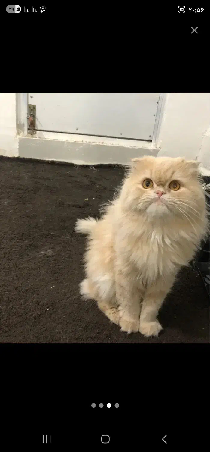 فروش پرشین نر|گربه|بندر گناوه, |دیوار