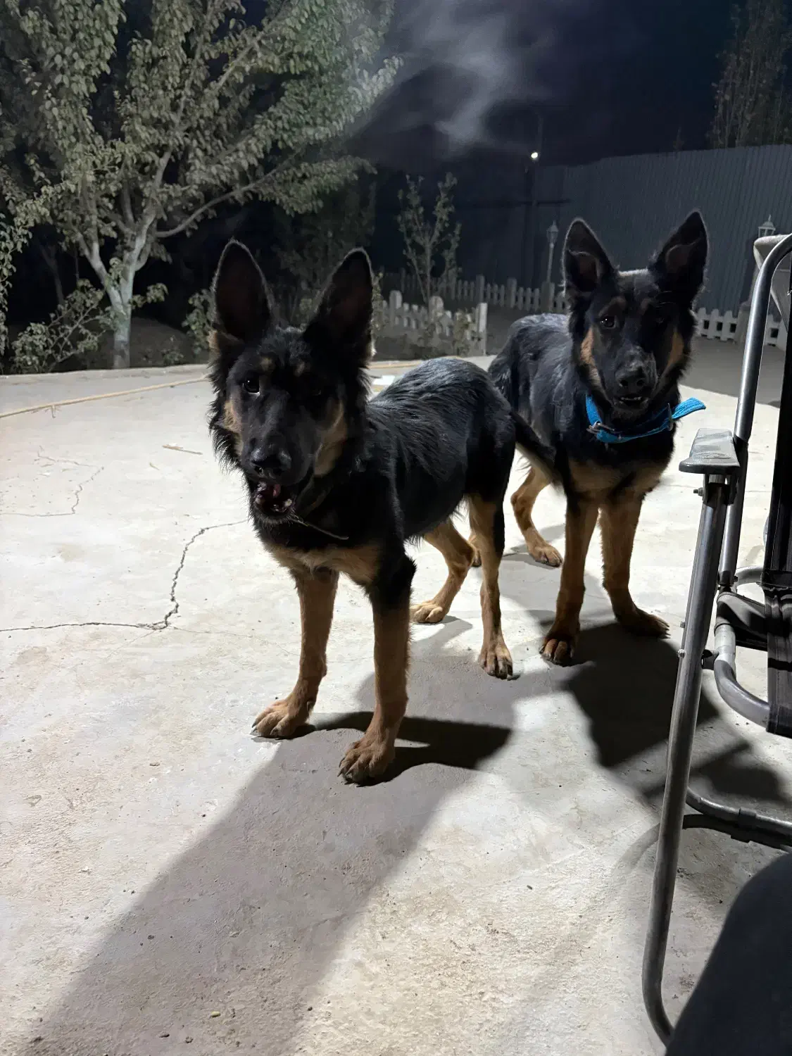 سگ ژرمن|سگ|چهاردانگه (تهران), |دیوار