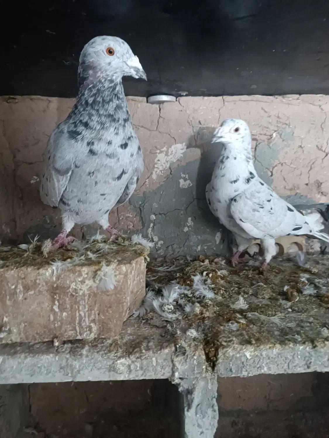 کبوتر|پرنده|نیشابور, خط کاشمر|دیوار