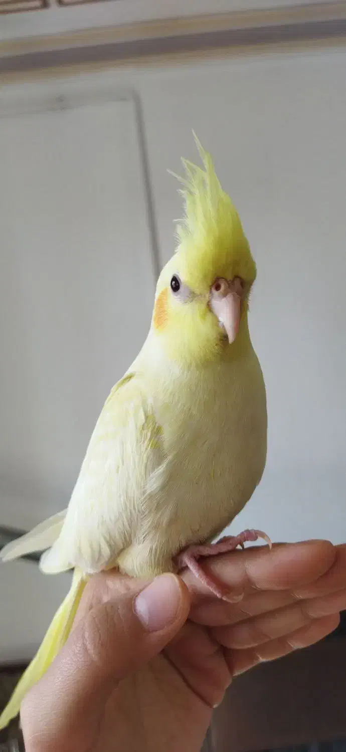 عروس هلندی لوتینو|پرنده|دهگلان, |دیوار