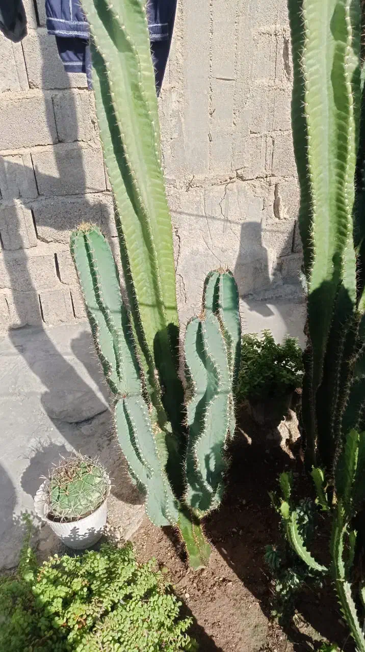 فروش کاکتوس سیب پرو بزرگ و خاص|گل و گیاه طبیعی|بندر دیر, |دیوار