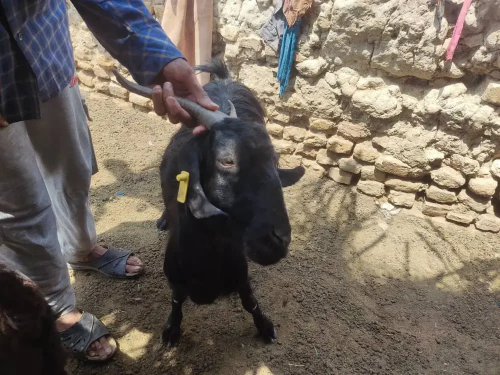 یک راس بز ماده|حیوانات مزرعه|هامون, |دیوار