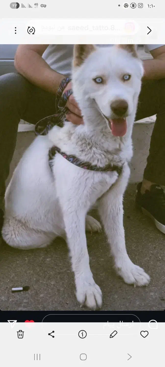 یک عدد هاسکی  به فروش میرسد|سگ|قزوین, |دیوار