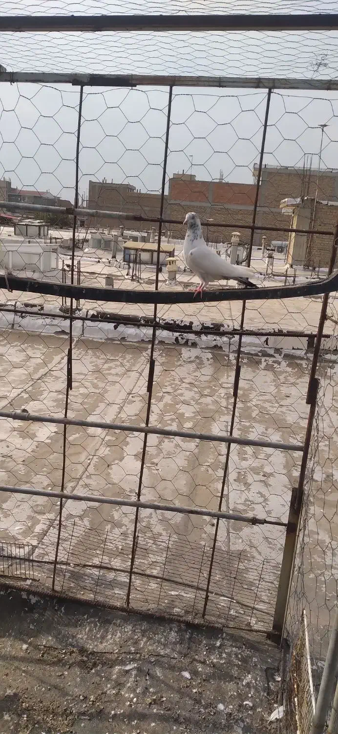 کفتر|پرنده|پارس‌آباد, |دیوار