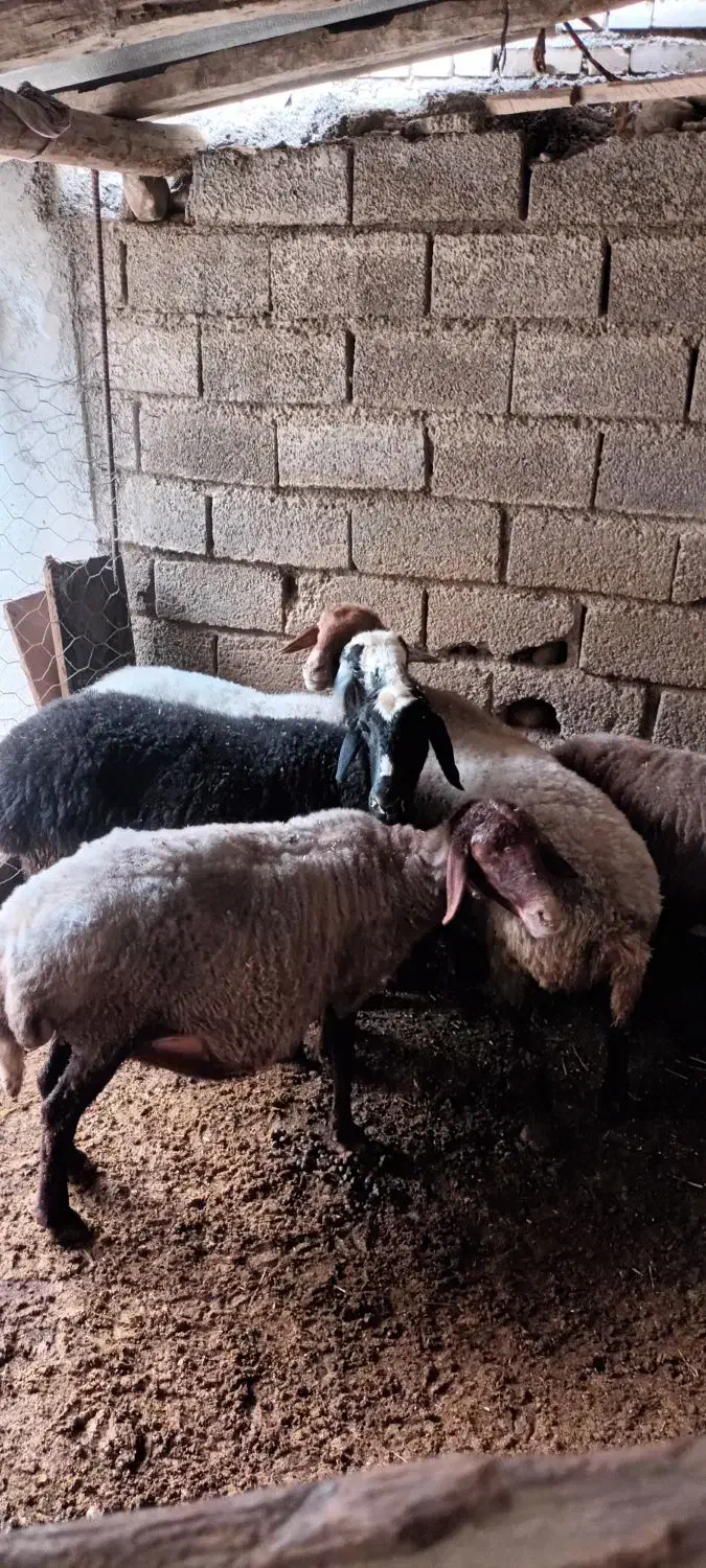 فروش گوسفند داشتی جوان یک دست|حیوانات مزرعه|رامیان, |دیوار