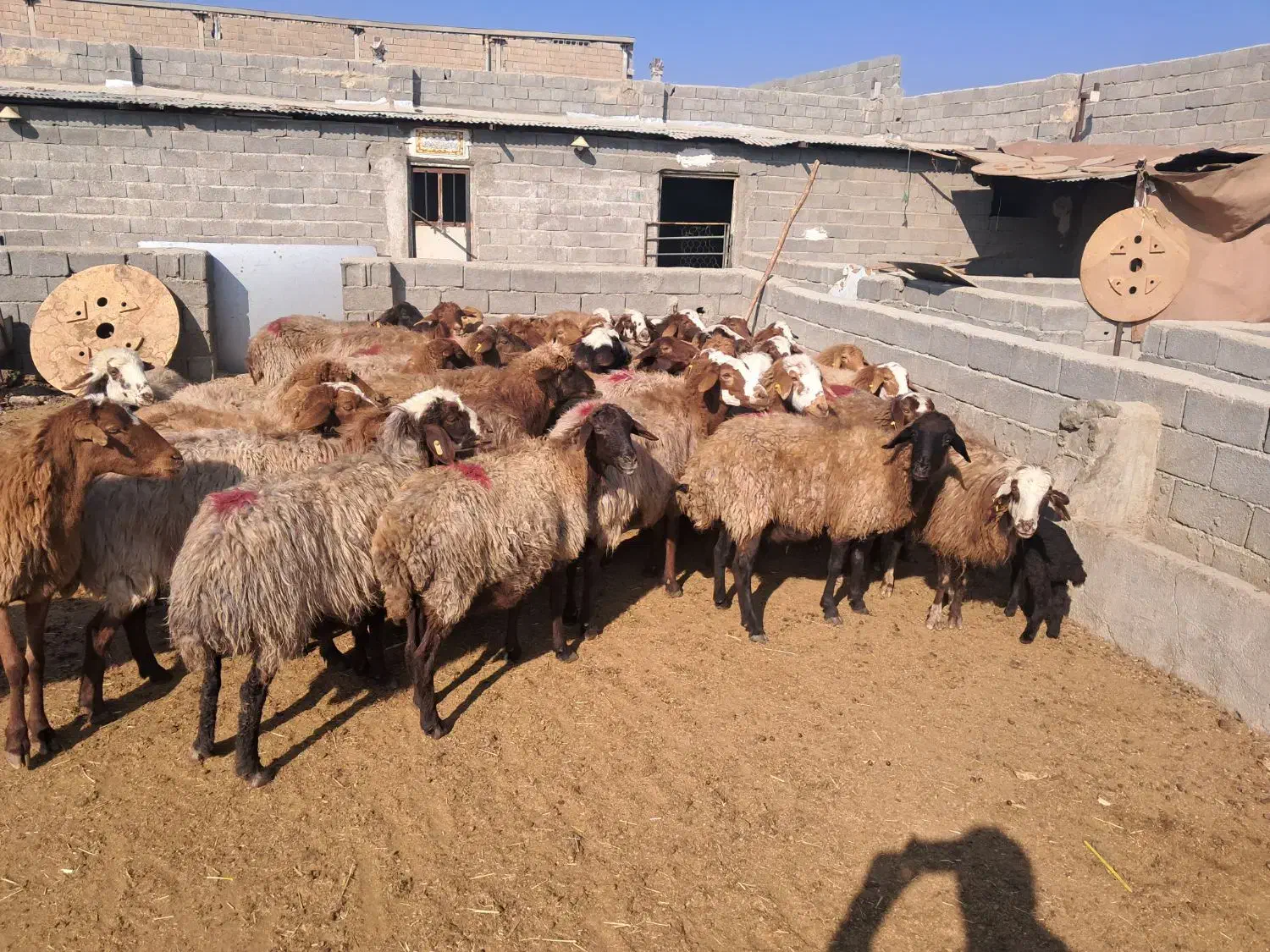 ۴۳ راس میش آبستن سنگین و بره دار|حیوانات مزرعه|شهریار, شهریار|دیوار