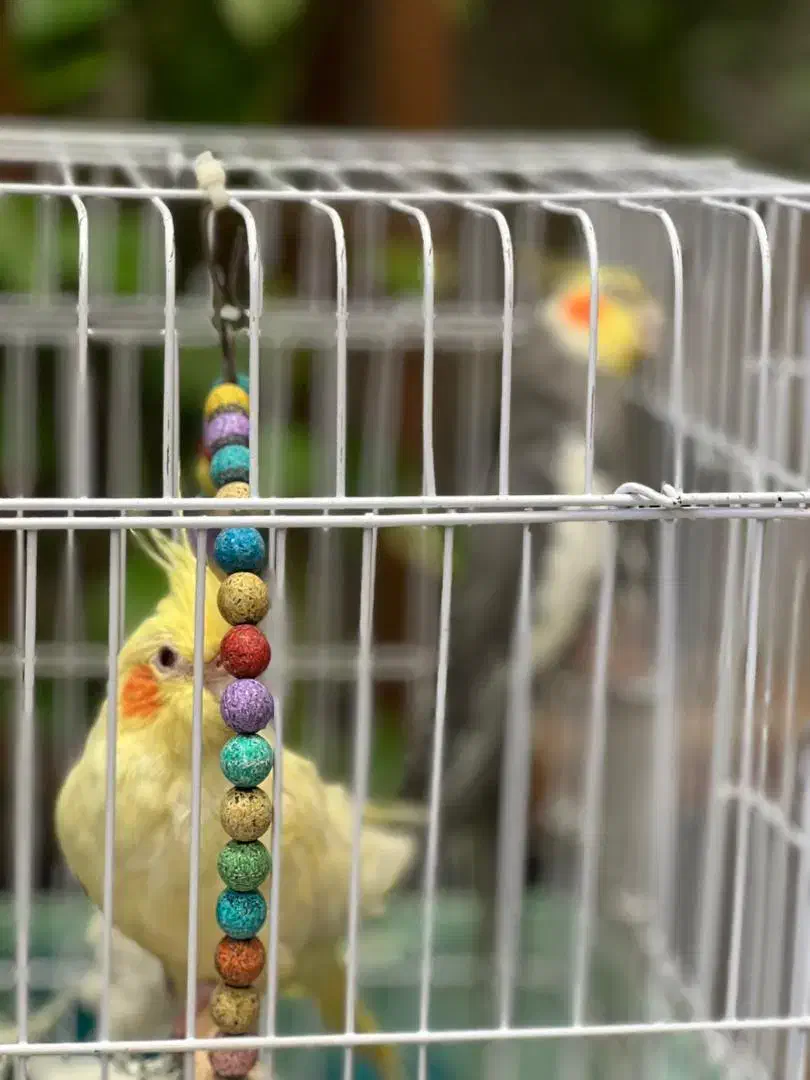 یک جفت عروس هلندی جفت خورده|پرنده|اسلامشهر, شهرک طالقانی|دیوار