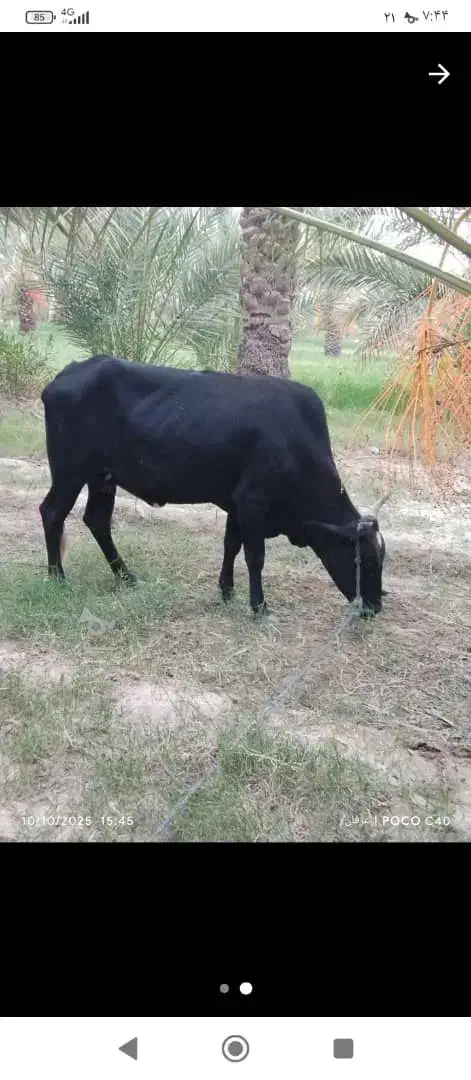 فروش.گاوآبستن|حیوانات مزرعه|مهرستان, |دیوار