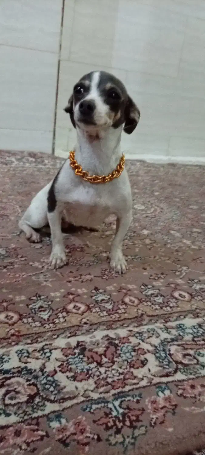 چیواوا|سگ|شیراز, سعدیه شمالی|دیوار