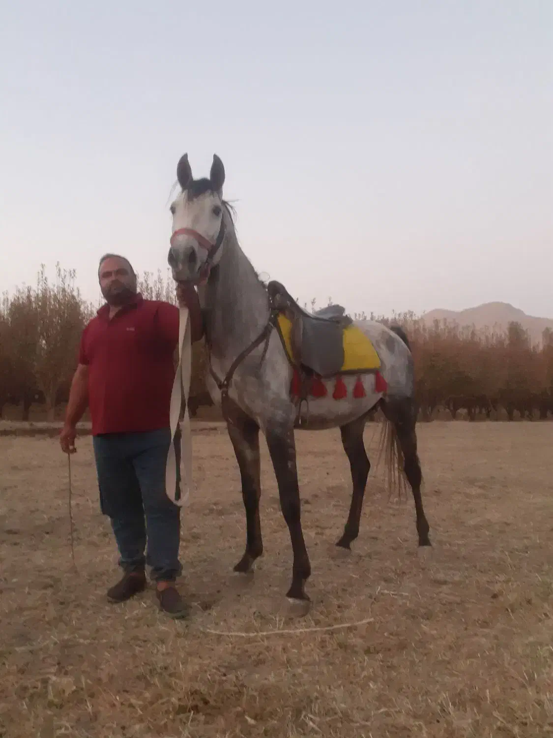 اسب نریان فروشی|اسب و تجهیزات اسبسواری|اراک, |دیوار