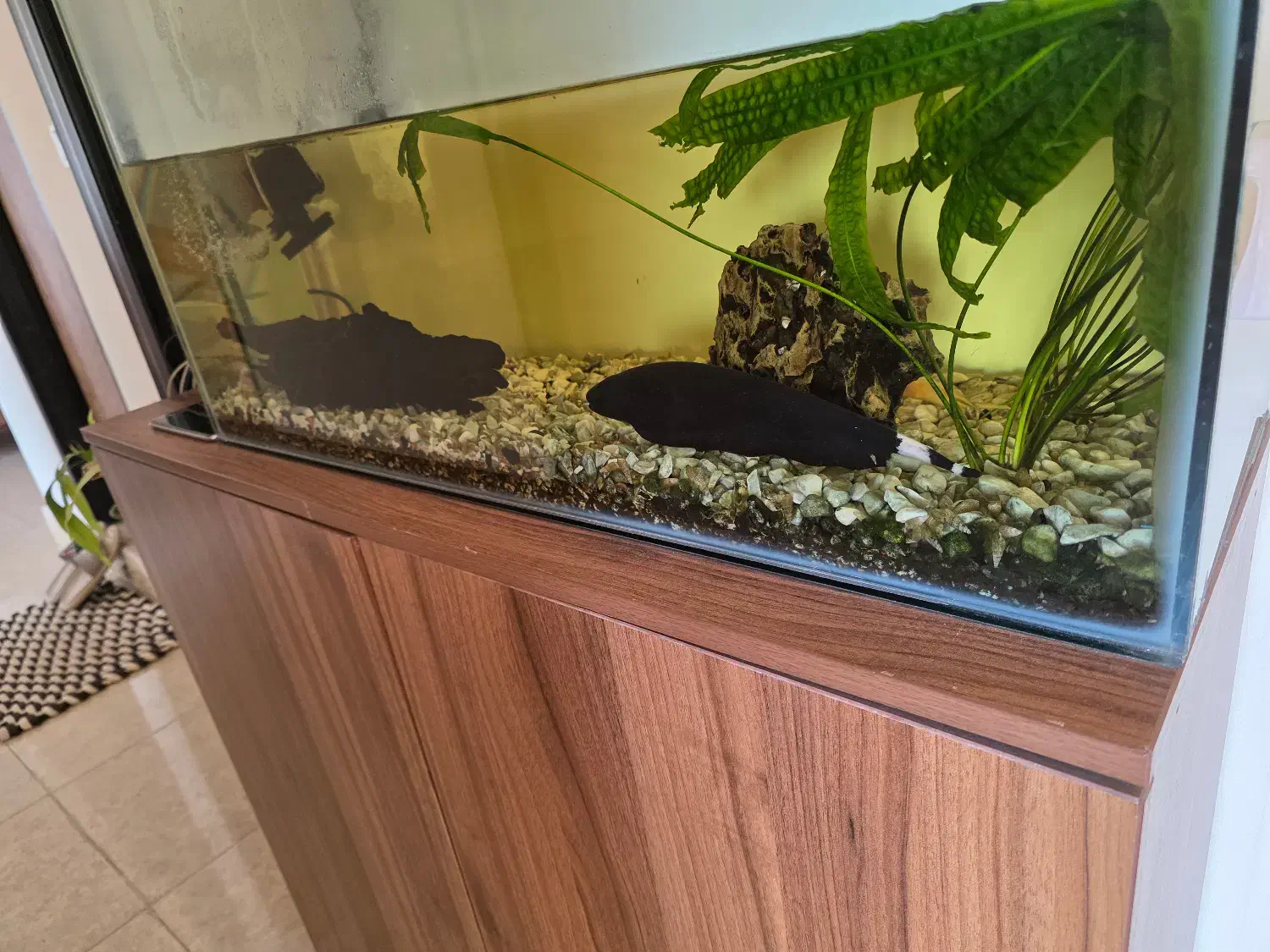 فروش اکواریوم|ماهی|ساری, |دیوار