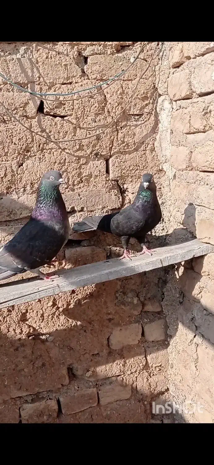 طوقی|پرنده|مهربان, |دیوار