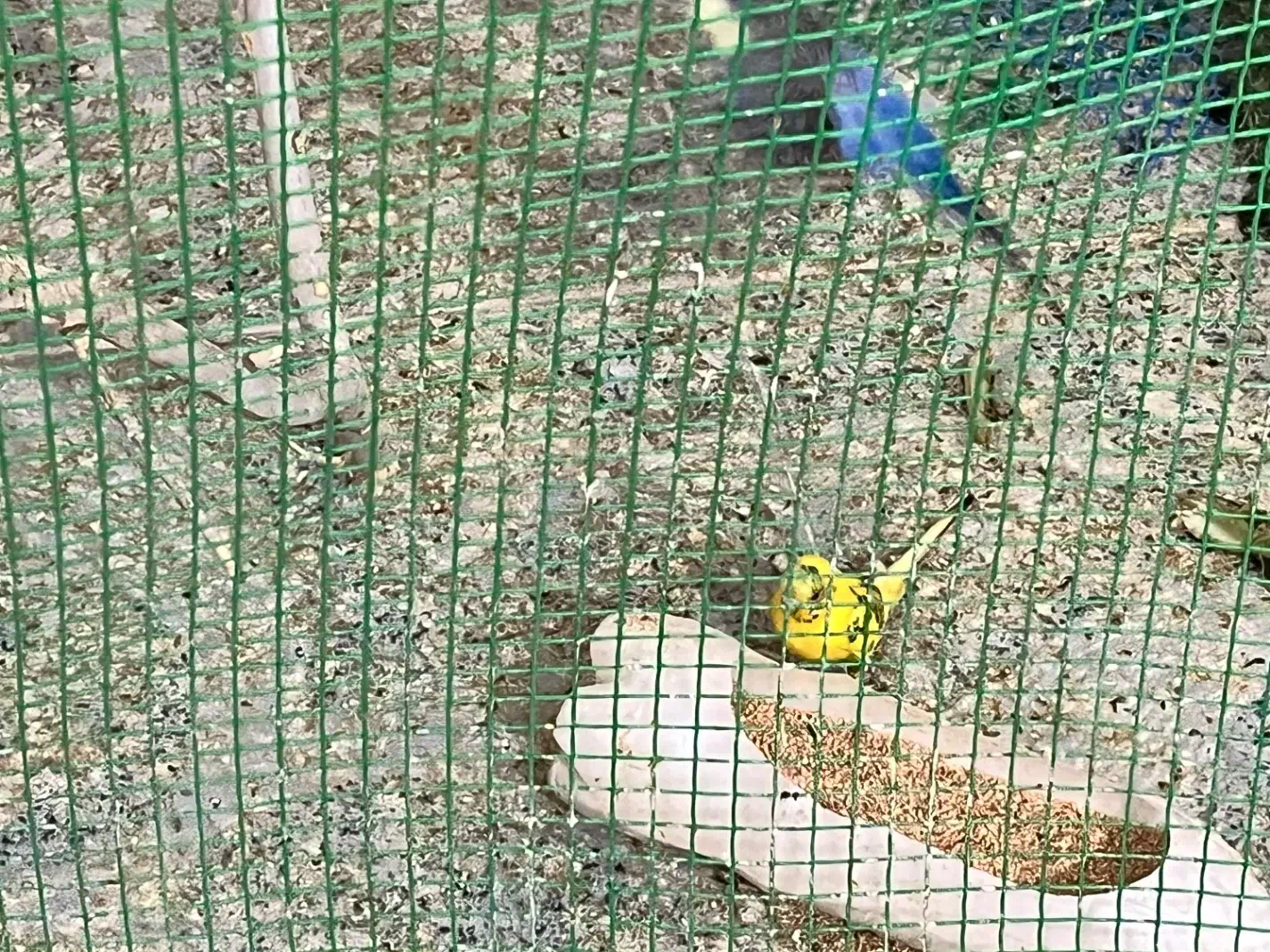 مرغ عشق|پرنده|بندر دیر, |دیوار