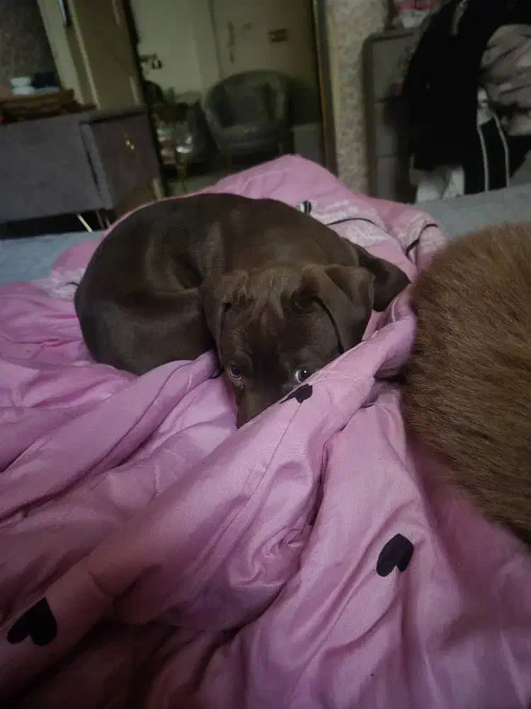 توله پیت بول|سگ|کرج, حیدرآباد|دیوار