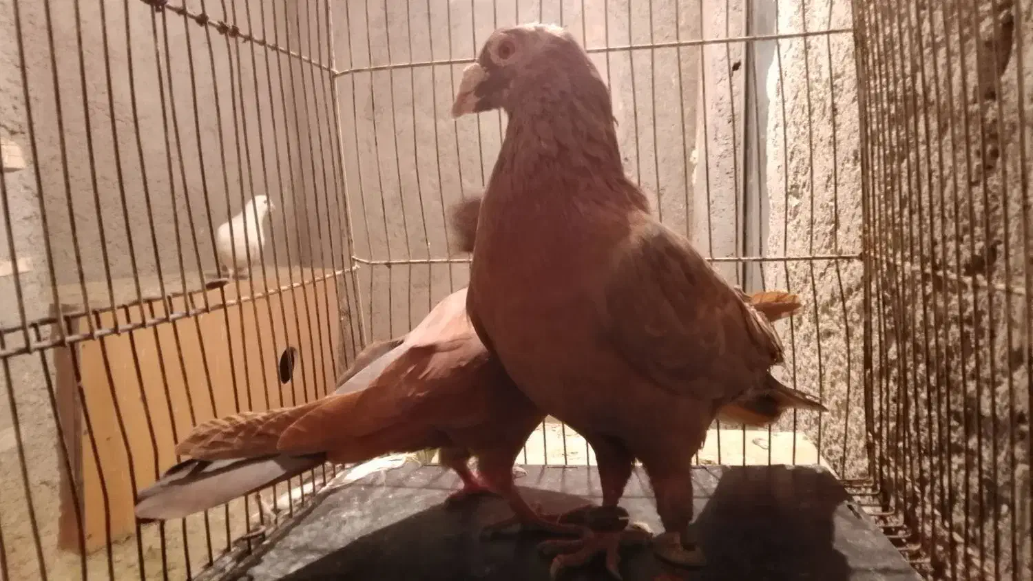 کبوتر شهرستانی آلمانی پلاکی سرور پلنگ|پرنده|بومهن, |دیوار