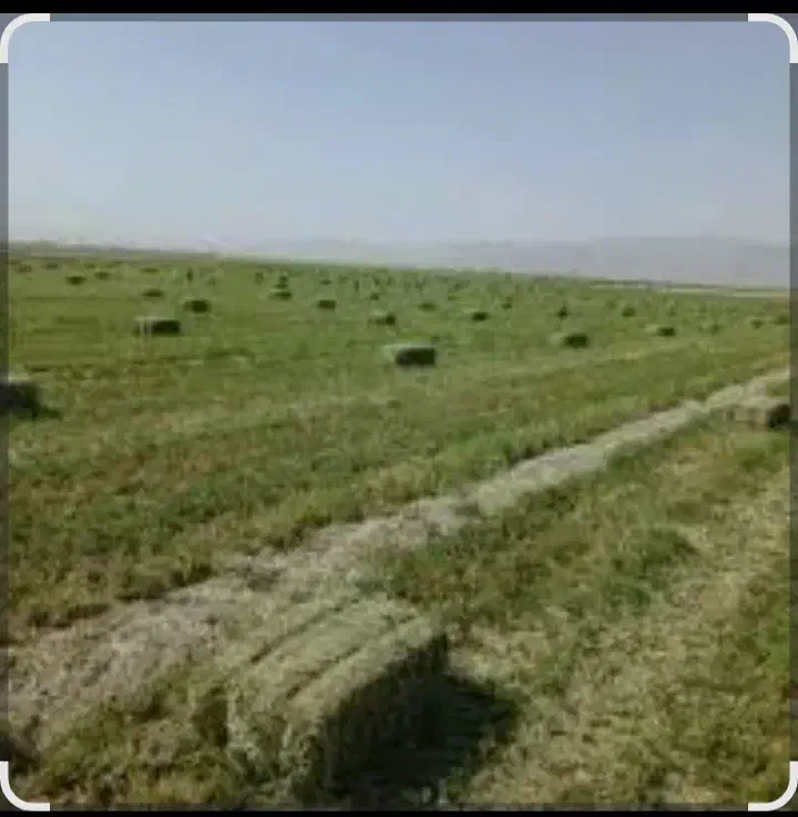 یونجه انباری|عمدهفروشی|دشتابی, |دیوار