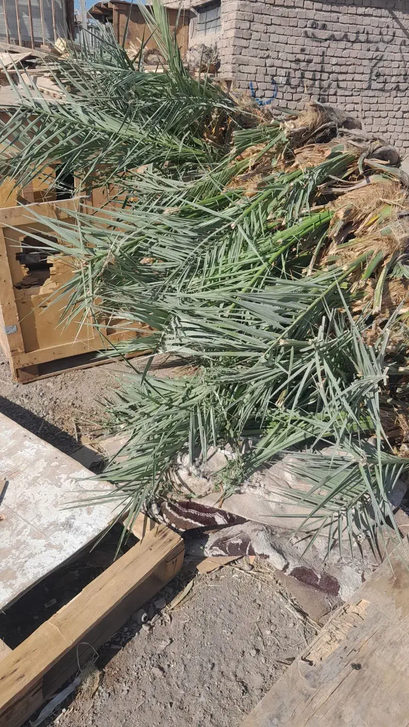 فروش پاجوش(جنگ درخت)|گل و گیاه طبیعی|بم, |دیوار