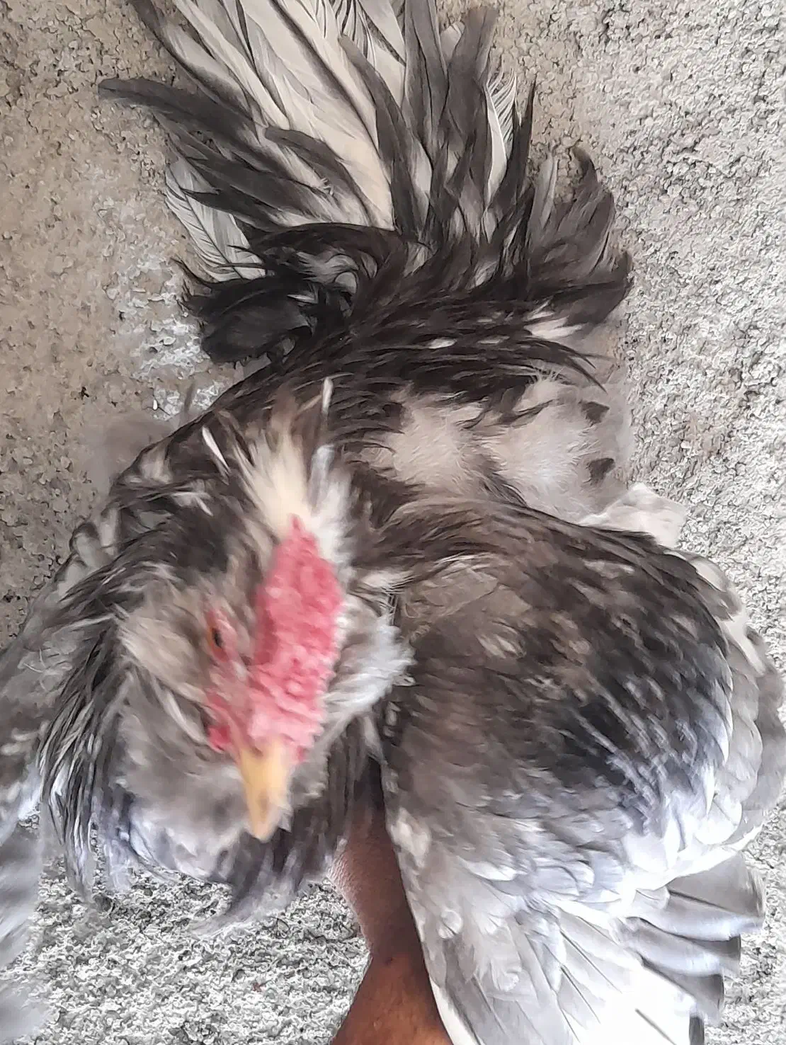 طوسی بدون غلط|حیوانات مزرعه|فارسان, |دیوار