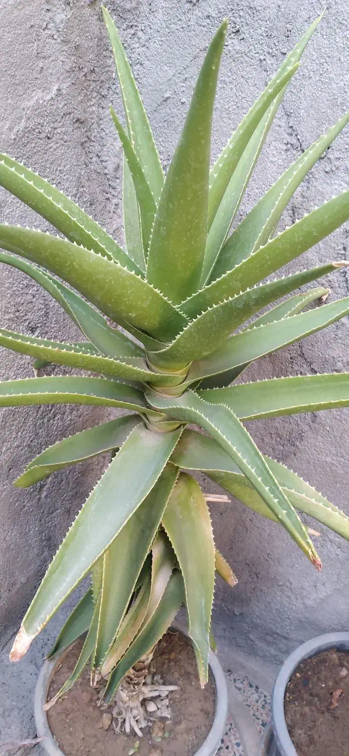 گلهای شاداب وزیبا|گل و گیاه طبیعی|خوی, |دیوار