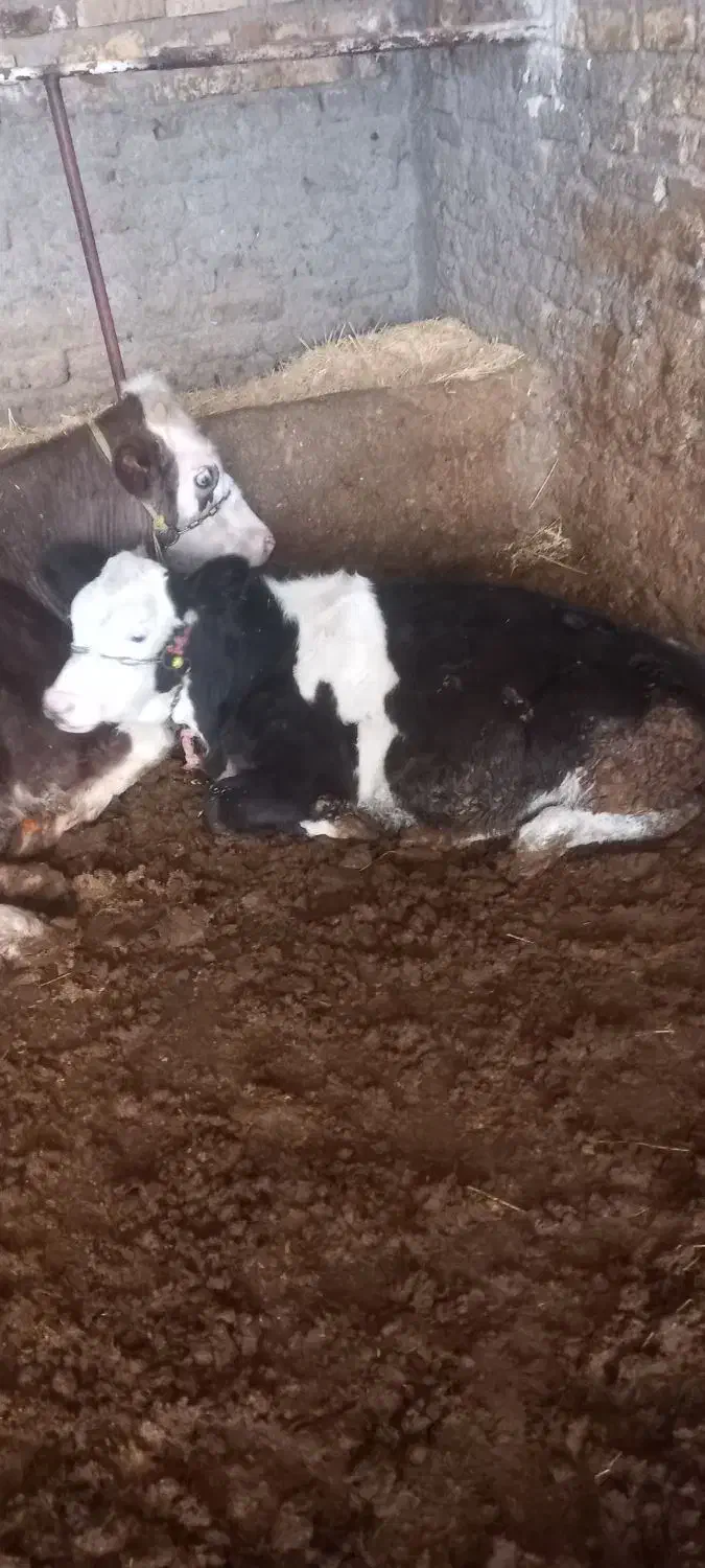 خرید فروش|حیوانات مزرعه|فریدونشهر, |دیوار