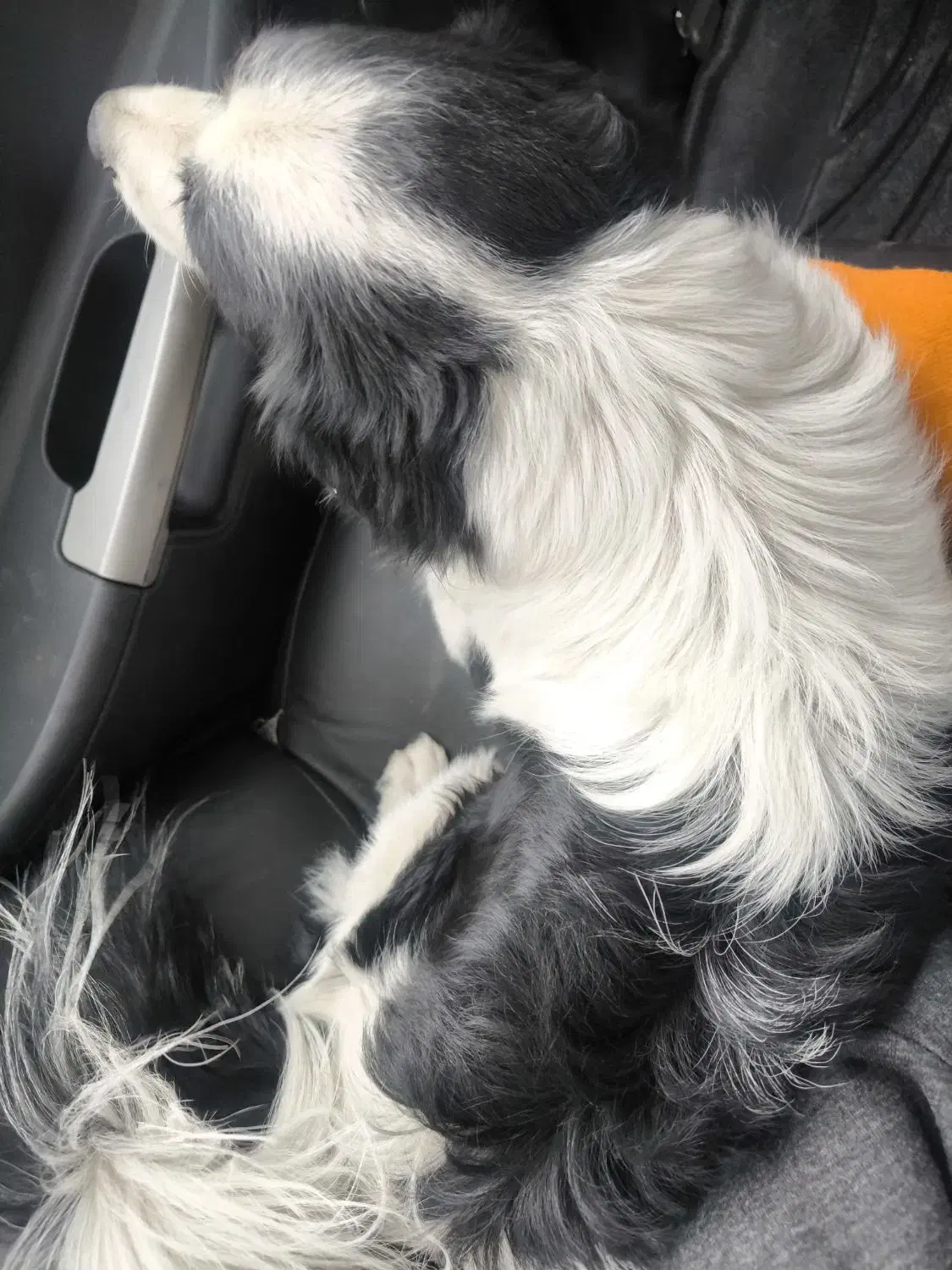 سگ یافته شده|حیوانات|شهریار, شهرک شاهد|دیوار