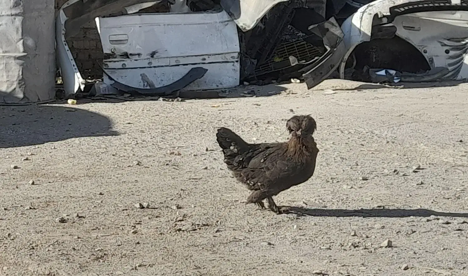 مرغ لاری زینتی|پرنده|اسلام‌شهر, شهرک لاله|دیوار