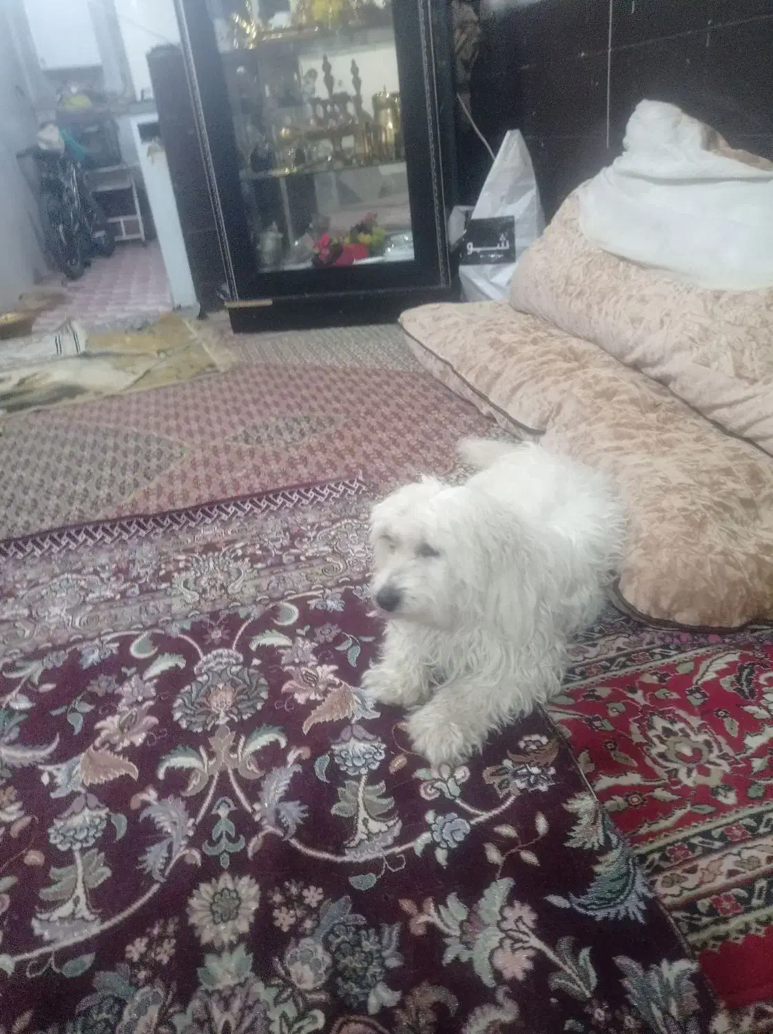 سگ تلیرل|سگ|یزد, |دیوار