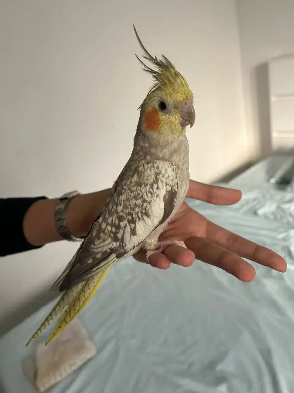 عروس ماده رام مولد|پرنده|کرمانشاه, |دیوار