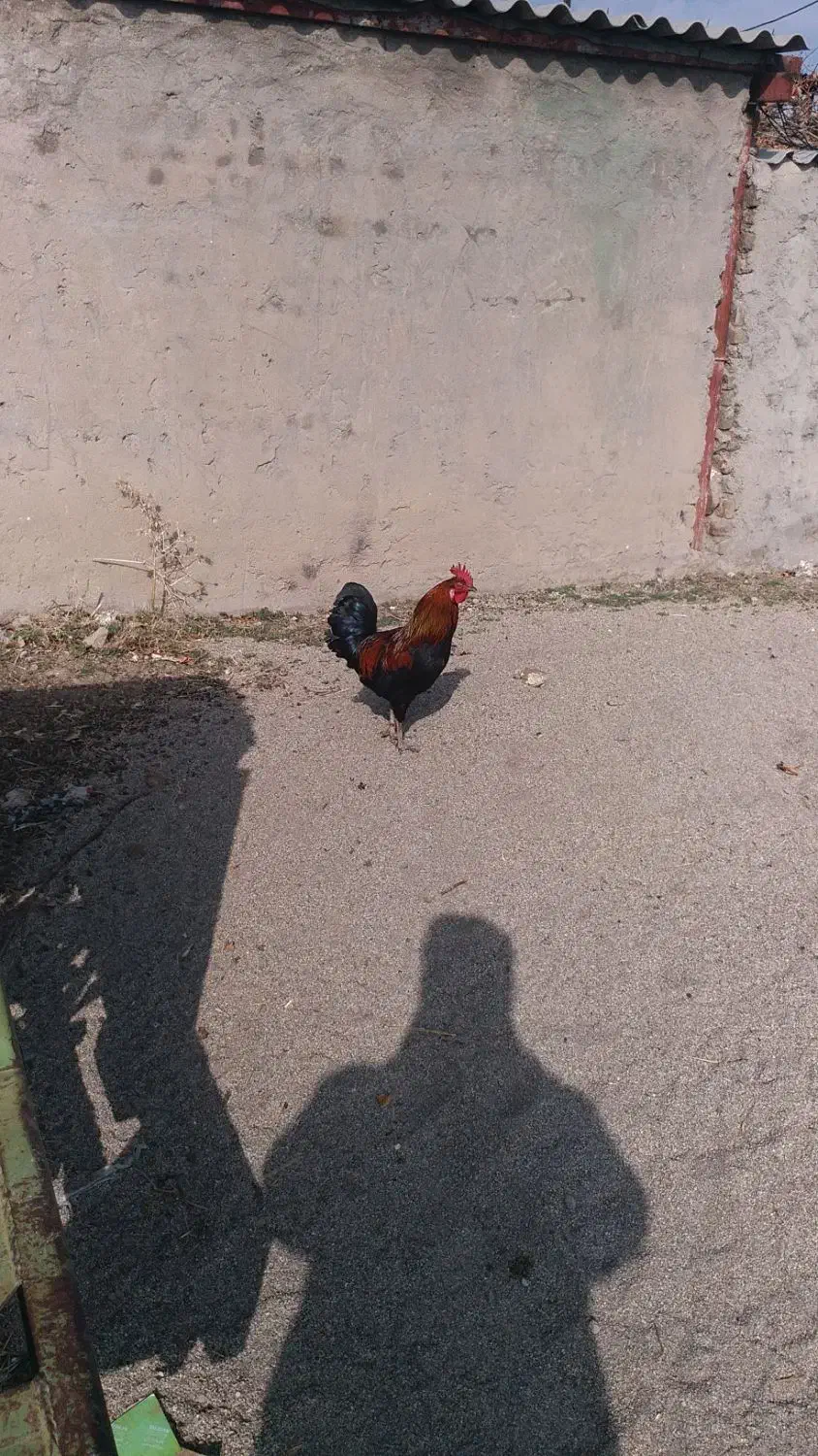 خروس محلی|حیوانات مزرعه|سیلاخور, |دیوار