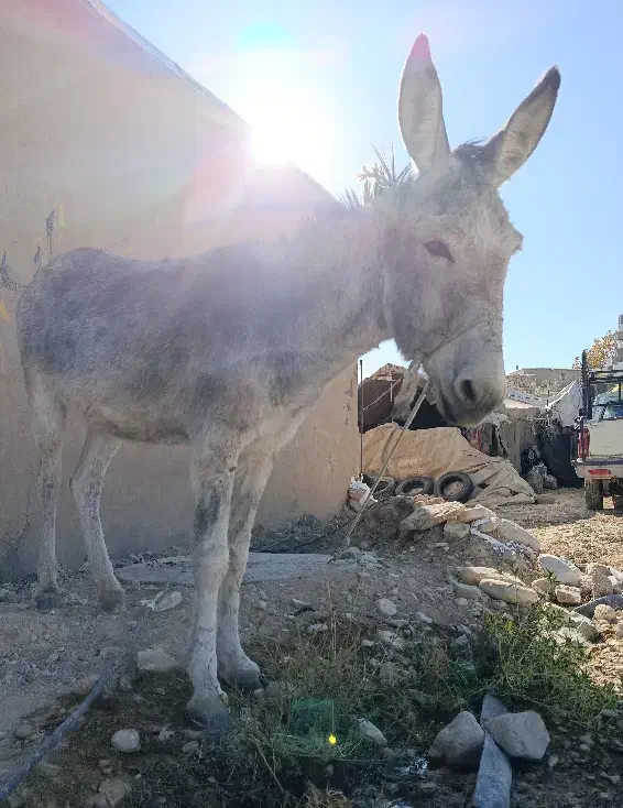 الاغ چهار ساله سواری|حیوانات مزرعه|ارژن, |دیوار