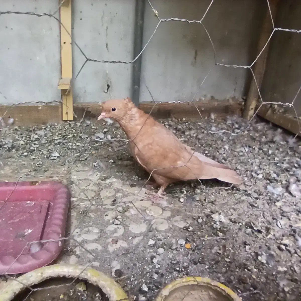 کبوتر ، کفتر ، پرنده گمشده|حیوانات|قوچان, |دیوار