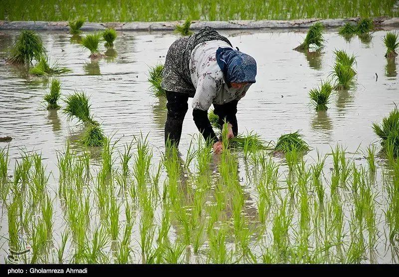 سلام زمین کشاورزی شالیزار قیمت متری ۳۵۰ هزار تومن|فروش زمین و ملک کلنگی|بهارستان, |دیوار