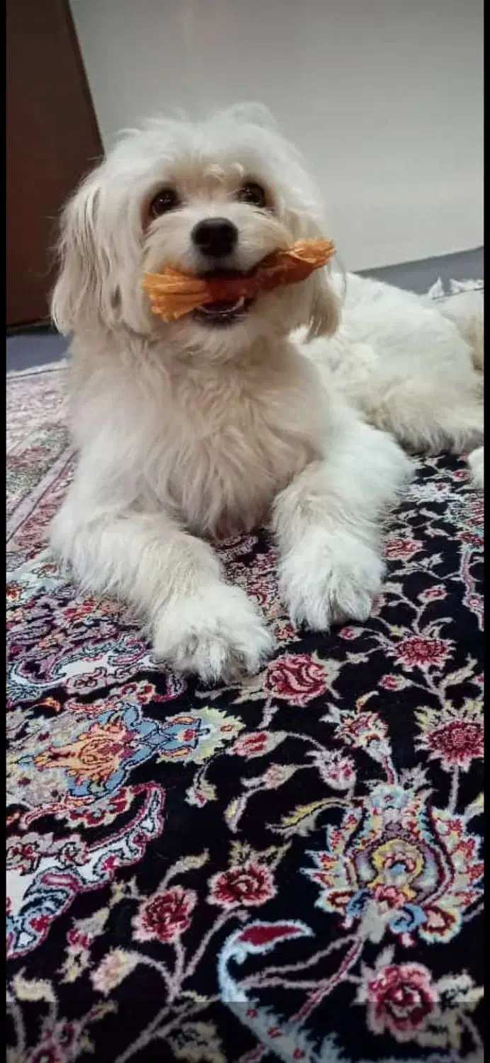 سگ گمشده|حیوانات|لاهیجان, پردسر|دیوار