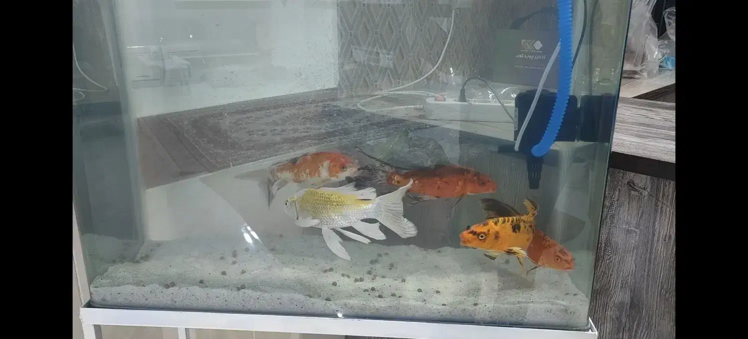 ماهی کوی|ماهی|نسیمشهر, |دیوار