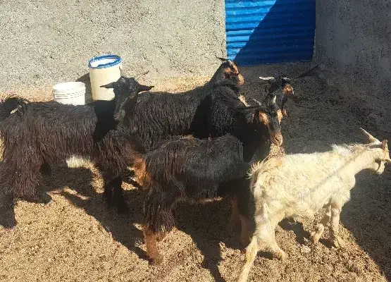 پنج عدد کهره|حیوانات مزرعه|آبپخش, |دیوار