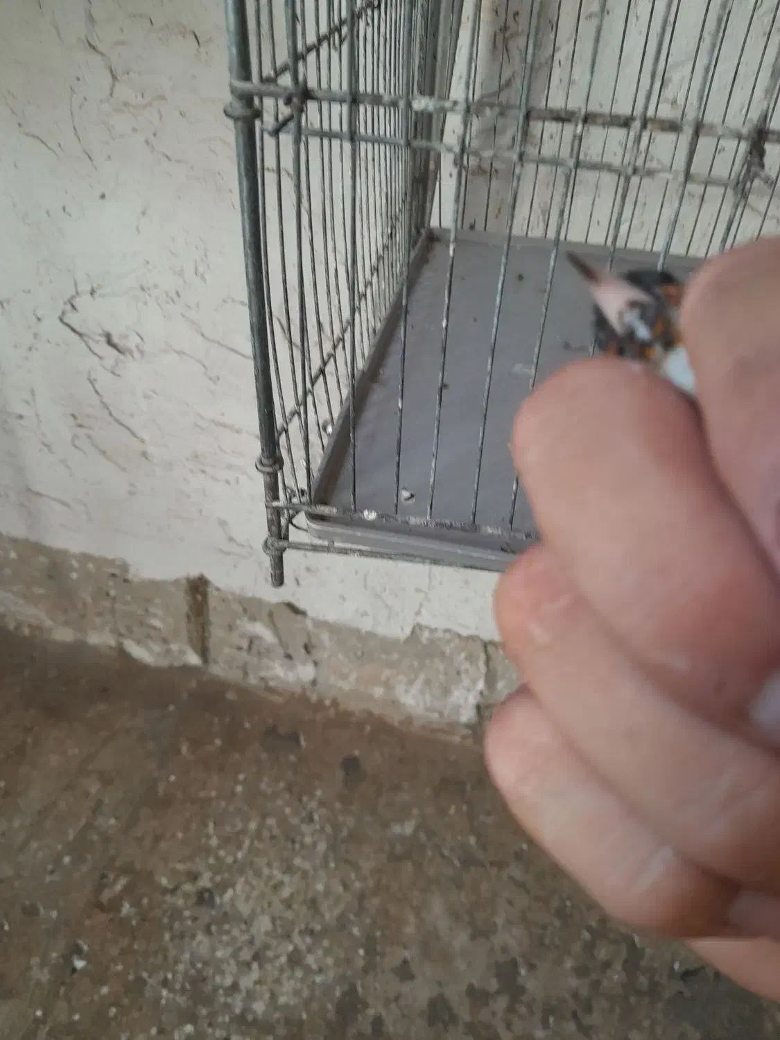 سهره نر|پرنده|ساوه, |دیوار