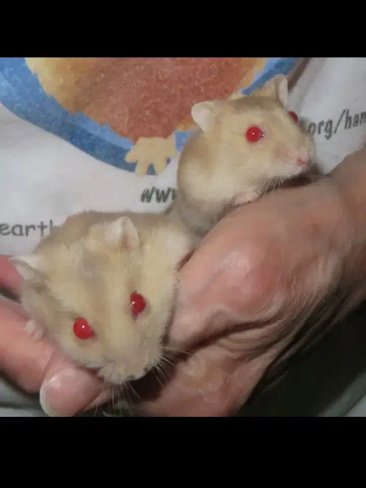 همستر ناز خوشرنگ|موش و خرگوش|محمدشهر, همایون ویلا|دیوار