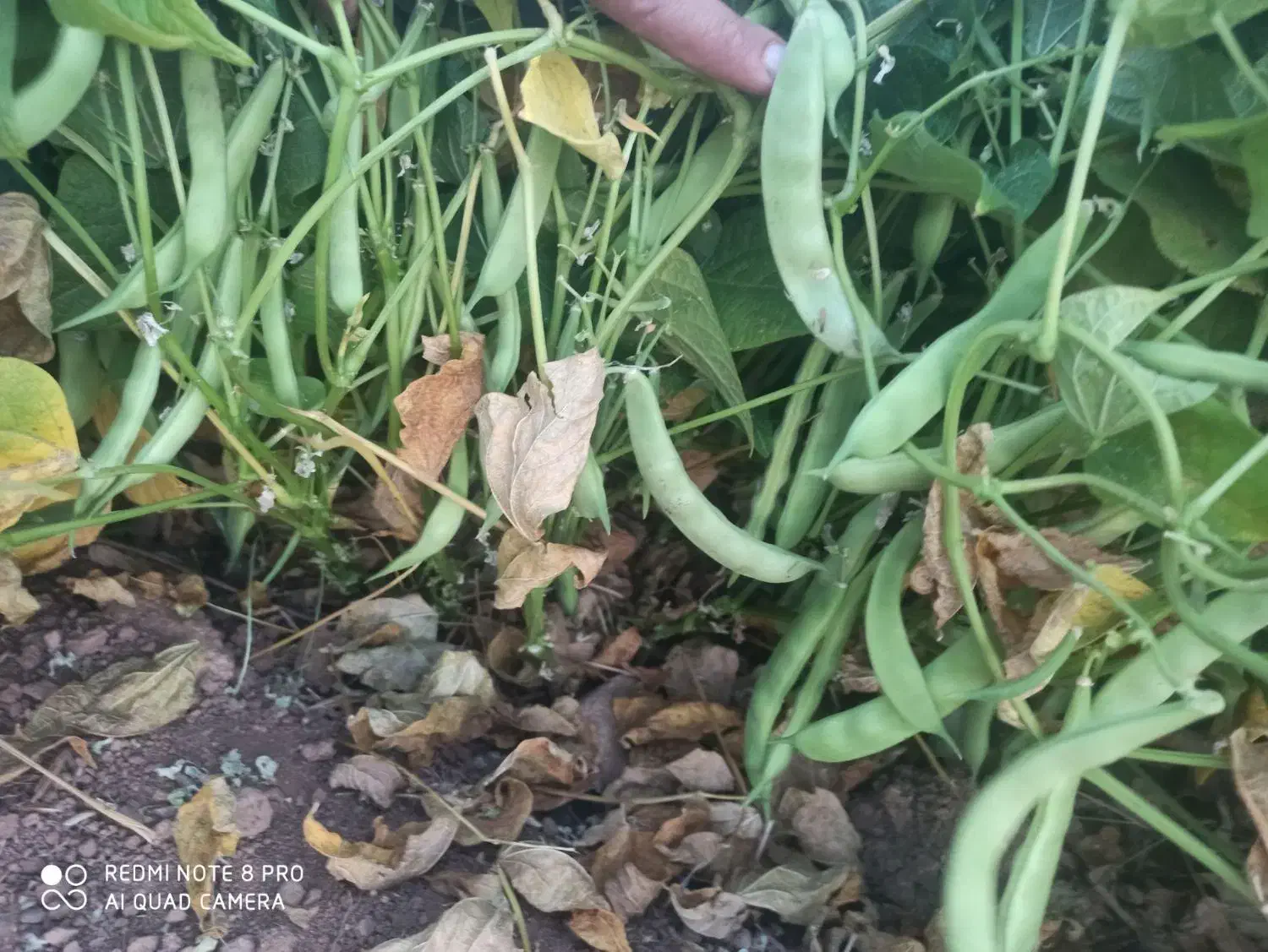 لوبیا چیتی کوشا|خوردنی و آشامیدنی|شازند, |دیوار