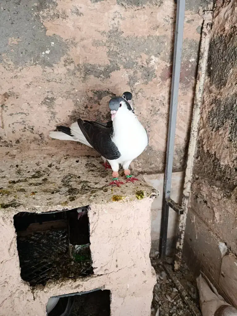 کفتر کبوتر|پرنده|سبزوار, همت|دیوار