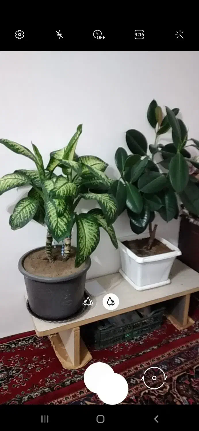 3عدد گل|گل و گیاه طبیعی|بناب, |دیوار